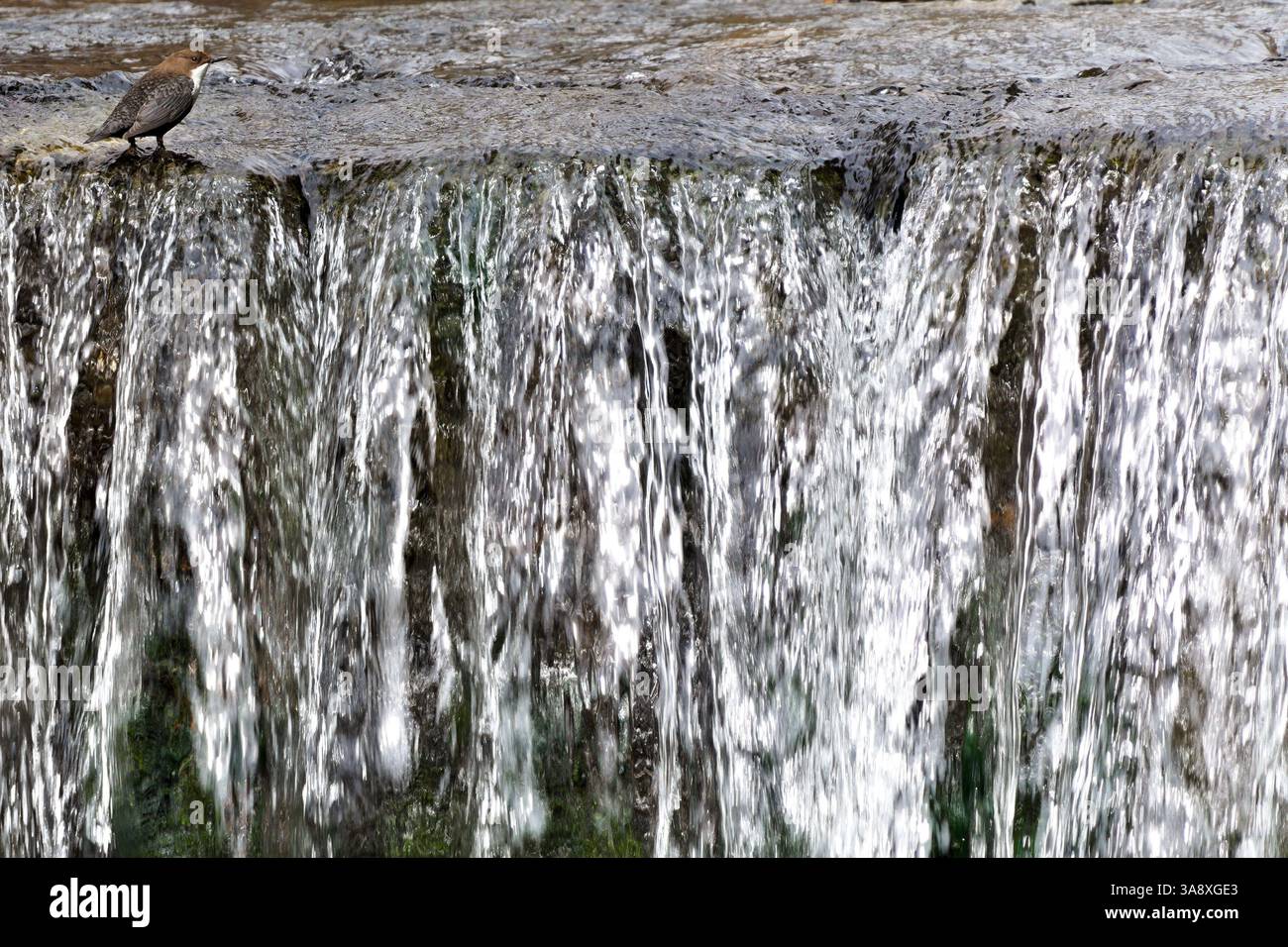 Cinclus cinclus, alias cucchiaia dalla gola bianca. Raro uccello d'acqua nel suo habitat. Natura della repubblica ceca. Foto Stock