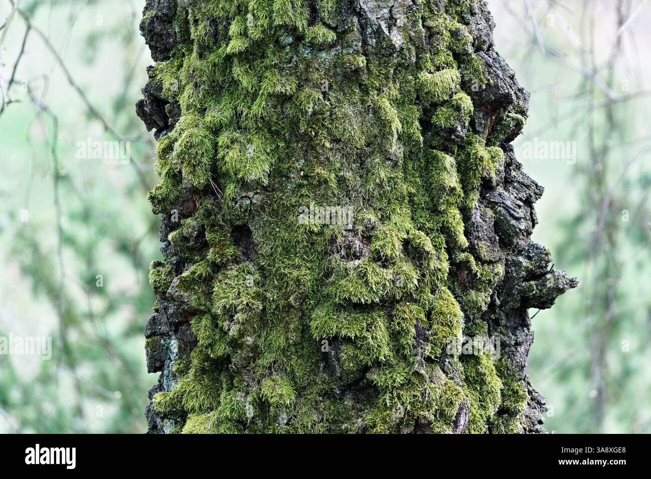 Albero coperto di muschio. Natura selvaggia nella foresta profonda. Foto Stock