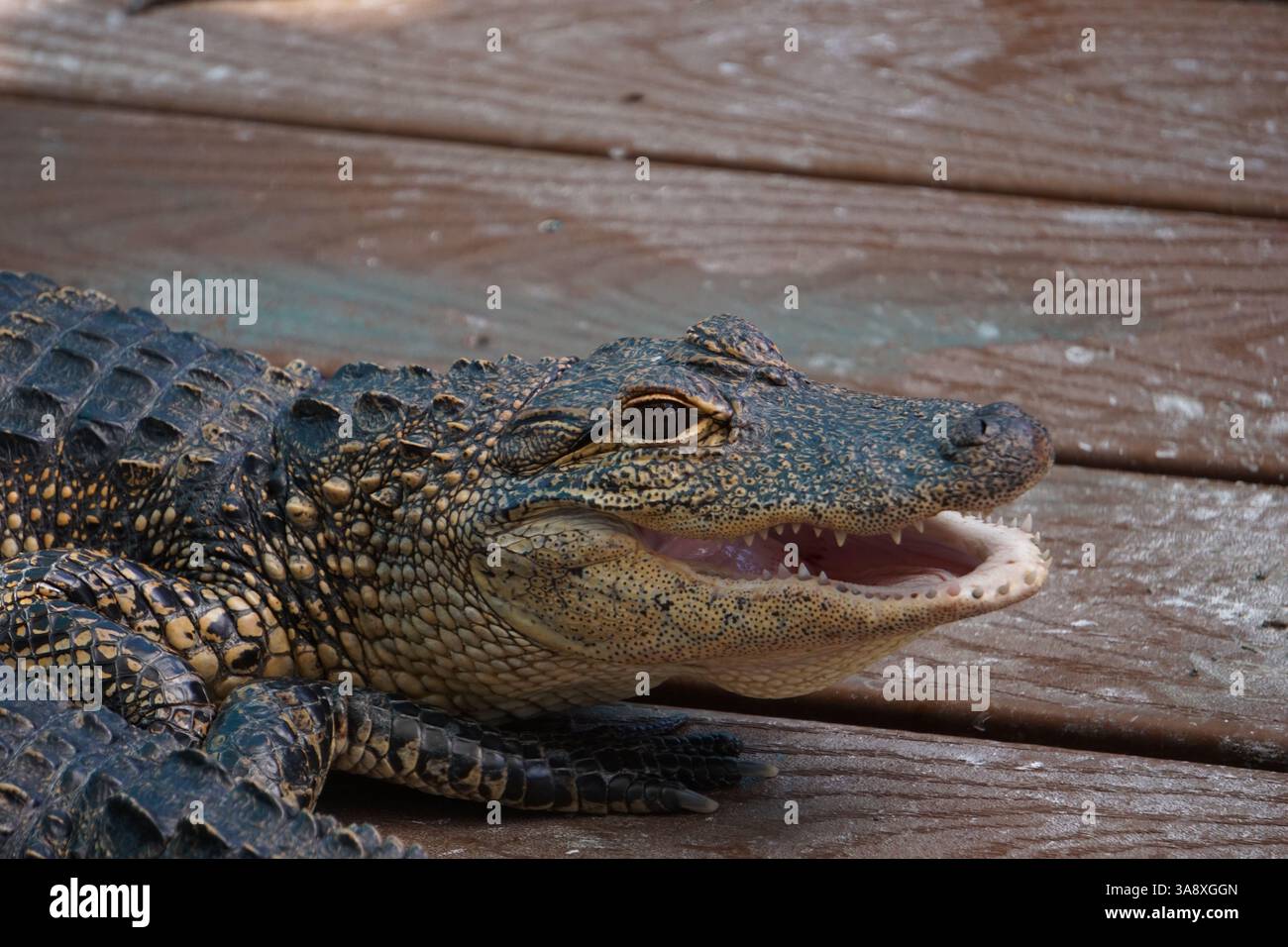 Primo piano della testa di un piccolo alligatore, giovane maschio, con la bocca aperta, che mette in mostra i denti affilati e pericolosi del predatore. Foto Stock
