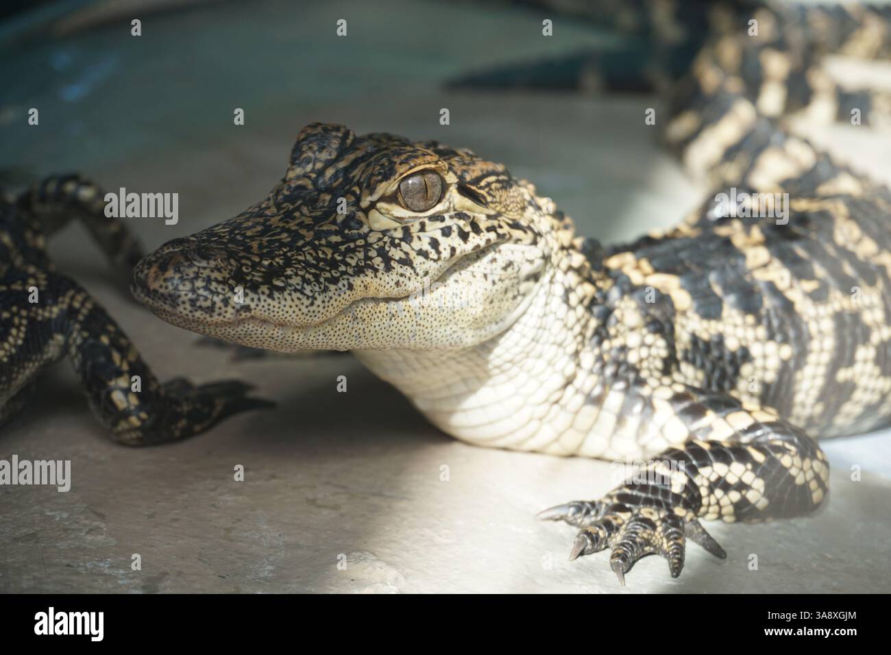 Primo piano di un piccolo alligatore con una pelle scrosciante dai motivi neri e marroni che giace all'ombra delle Everglades, Florida. Foto Stock