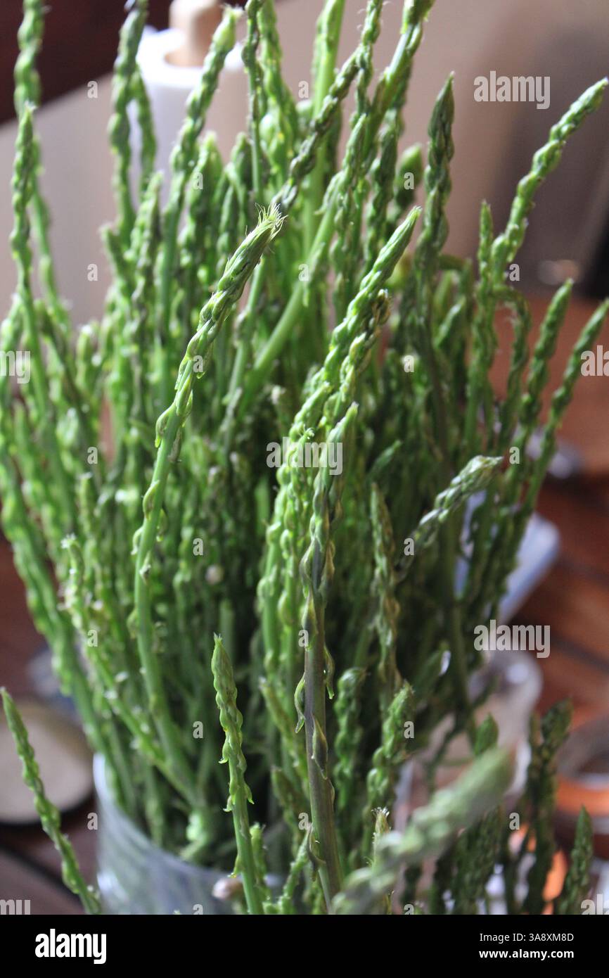 Mazzo di asparagi selvatici - trigueri raccolti all'inizio della primavera in Spagna Foto Stock