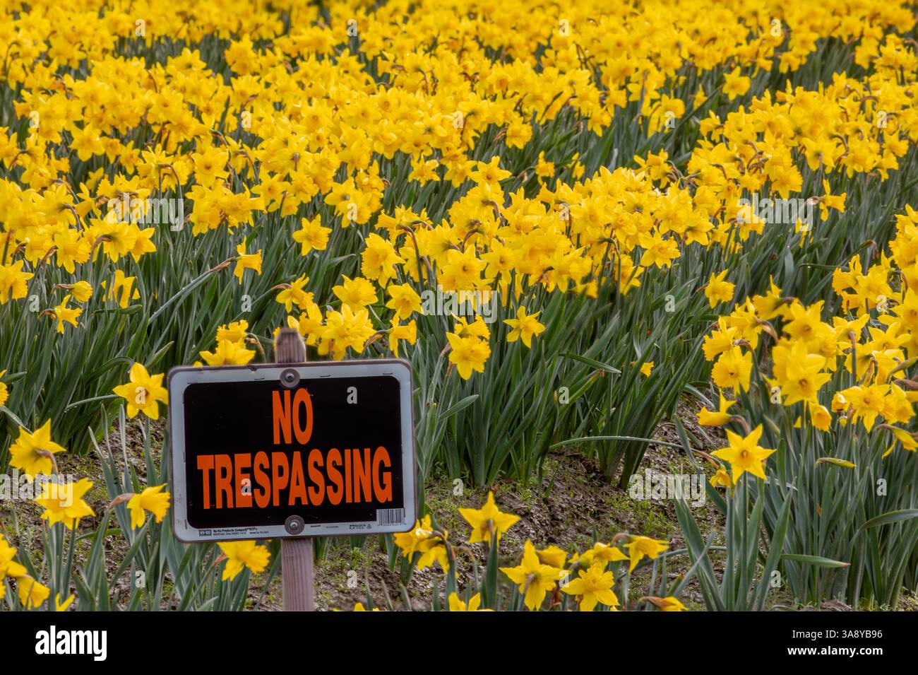 WA28222-00...WASHINGTON - Un cartello che chiede alla gente di stare fuori dal campo di narcisi vicino a Mount Vernon. Foto Stock