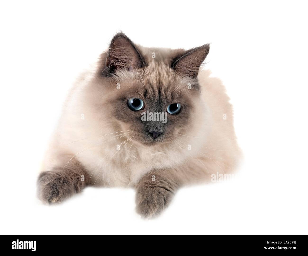 gatto siberiano di fronte a sfondo bianco Foto Stock
