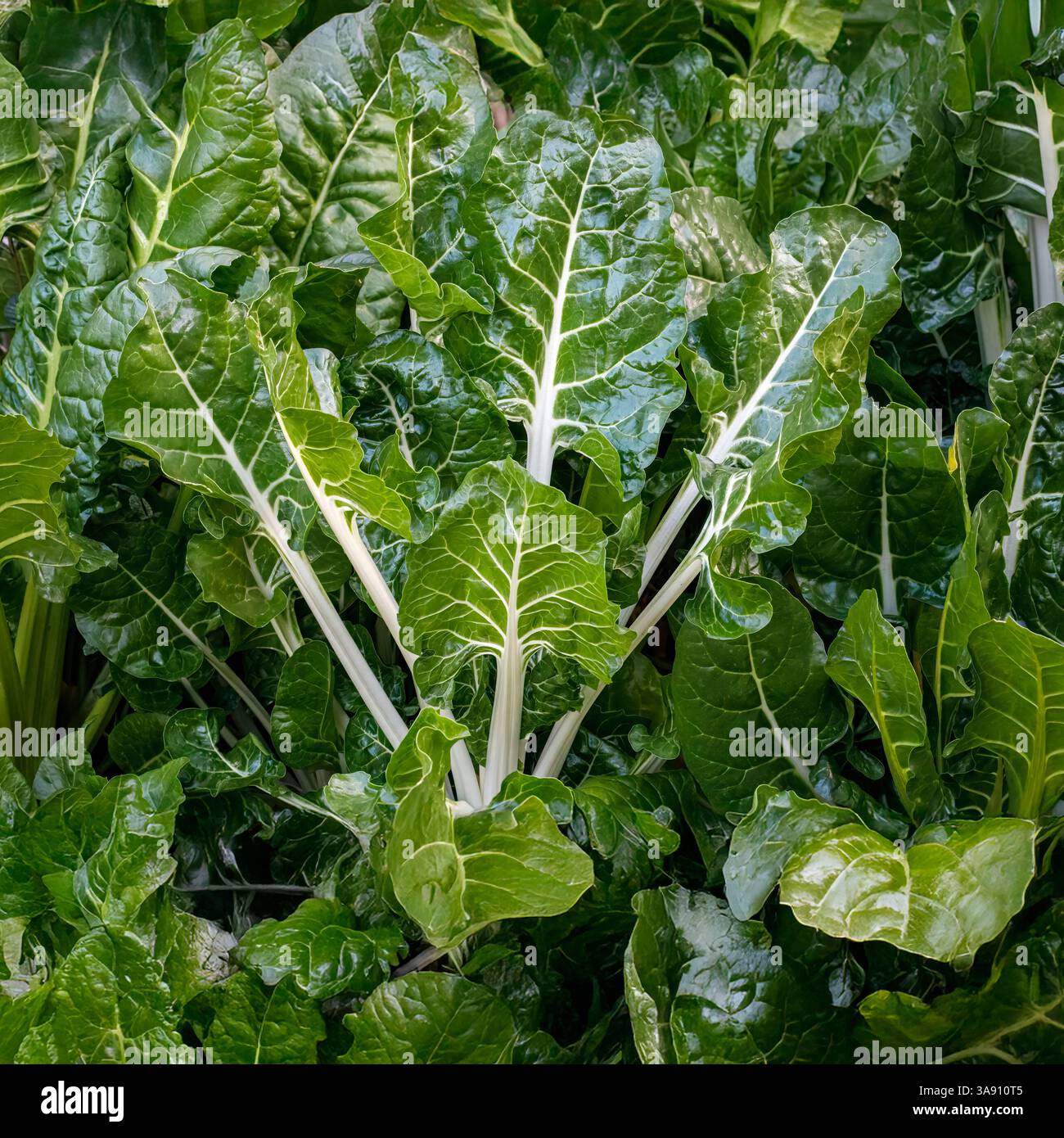 Swiss Chard (Beta vulgaris subsp. Vulgaris), che cresce in giardino; AKA: Barbabietola d'argento, spinaci perpetui, spinaci di barbabietola, barbabietola seakale e barbabietola Foto Stock