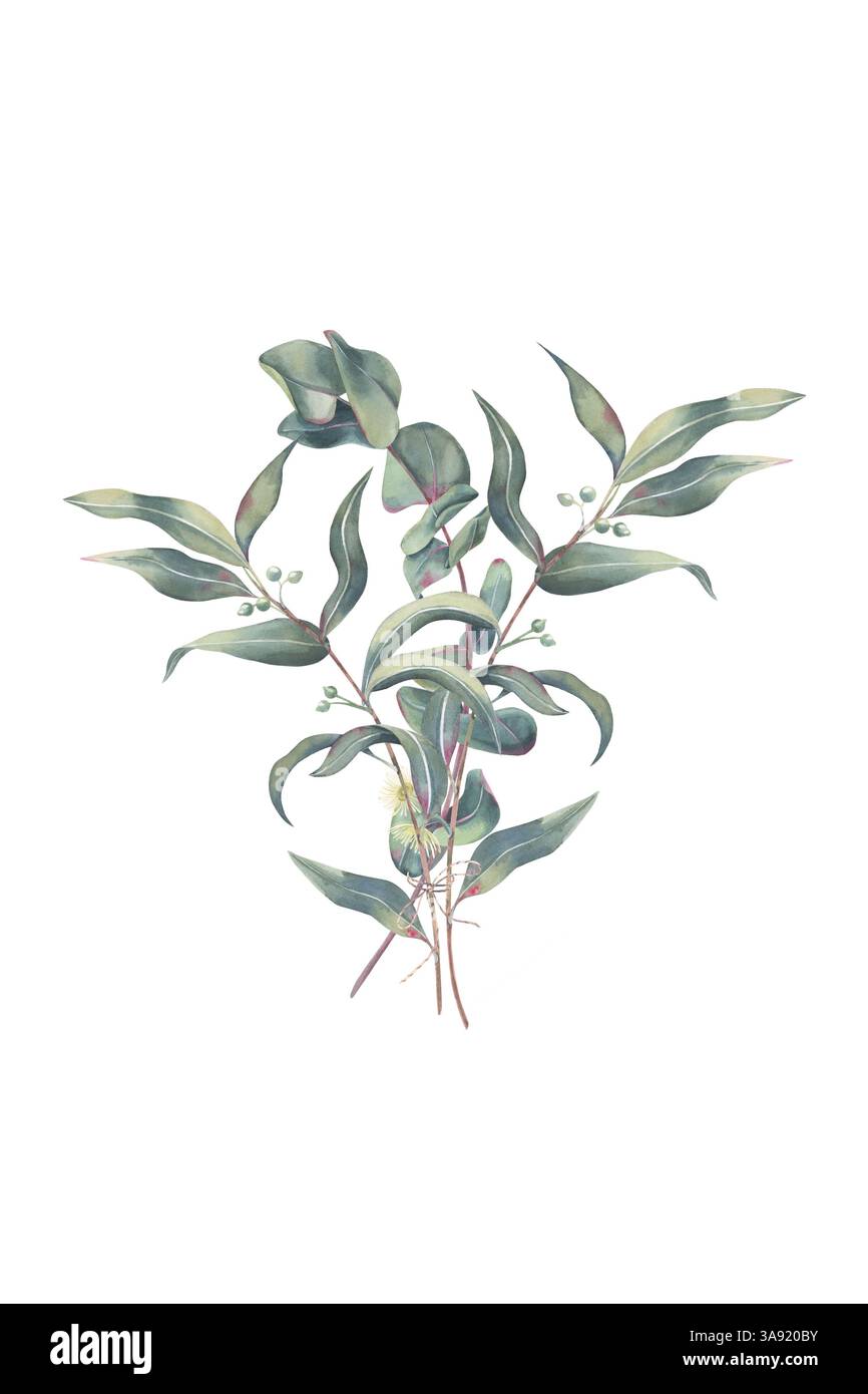 Bouquet di rami di eucalipto con foglie, germogli e fiori, legati con delicata corda. Acquerello isolato su bianco. Illustrazione botanica di ramoscelli Foto Stock
