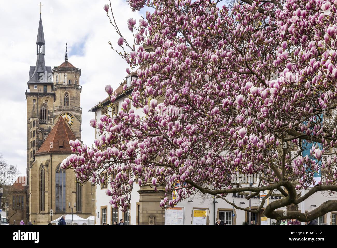 La Magnolia fiorisce a Stoccarda. La Magnolia sboccia in primavera sulla Schlossplatz di fronte alle due torri della storica chiesa collegiata. Stut Foto Stock