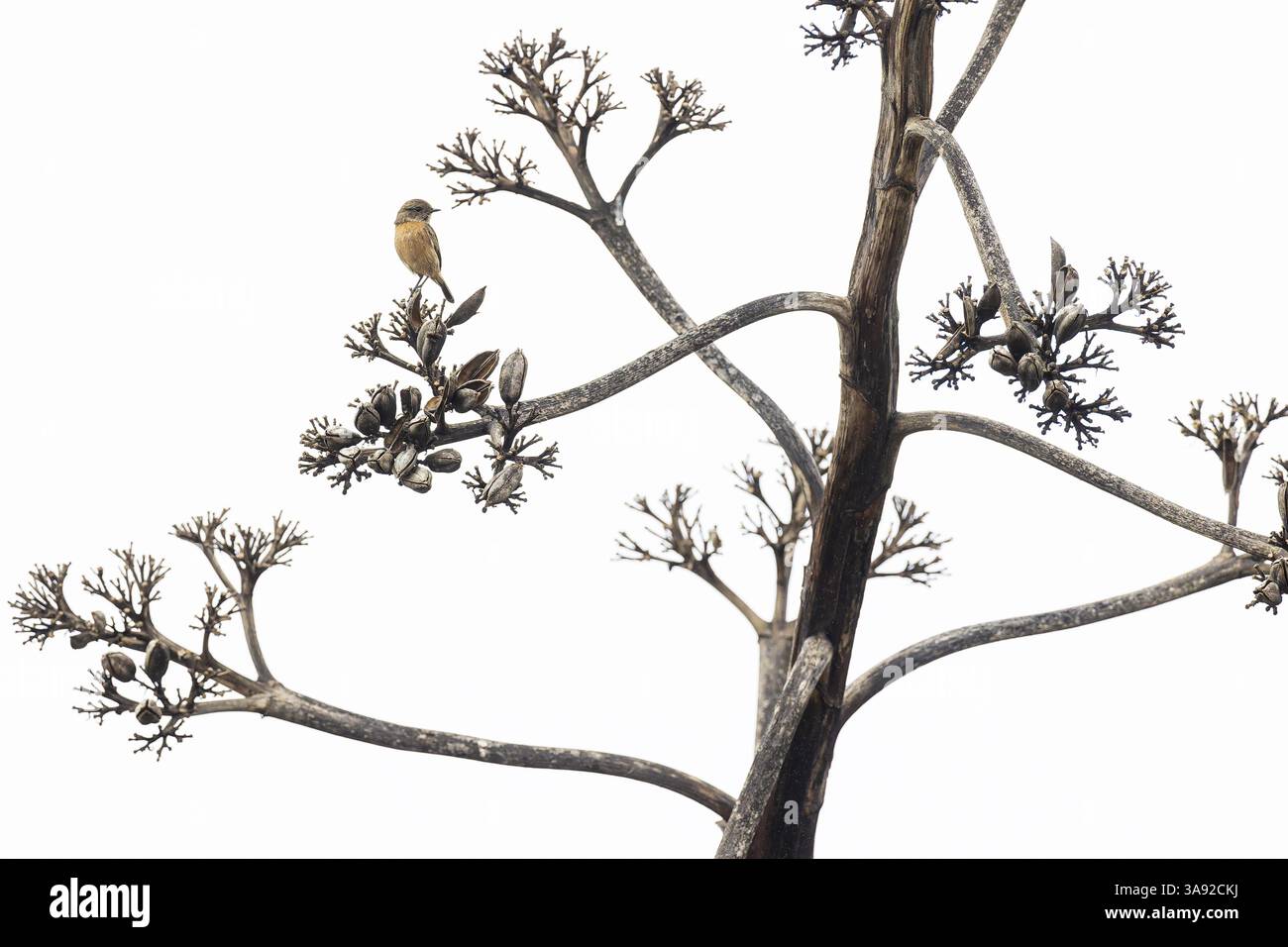 Stonechat (Saxicola rubicola), donna seduta su una inflorescenza morta di un agave (Agave), Sagres, Algarve, Portogallo, Europa Foto Stock