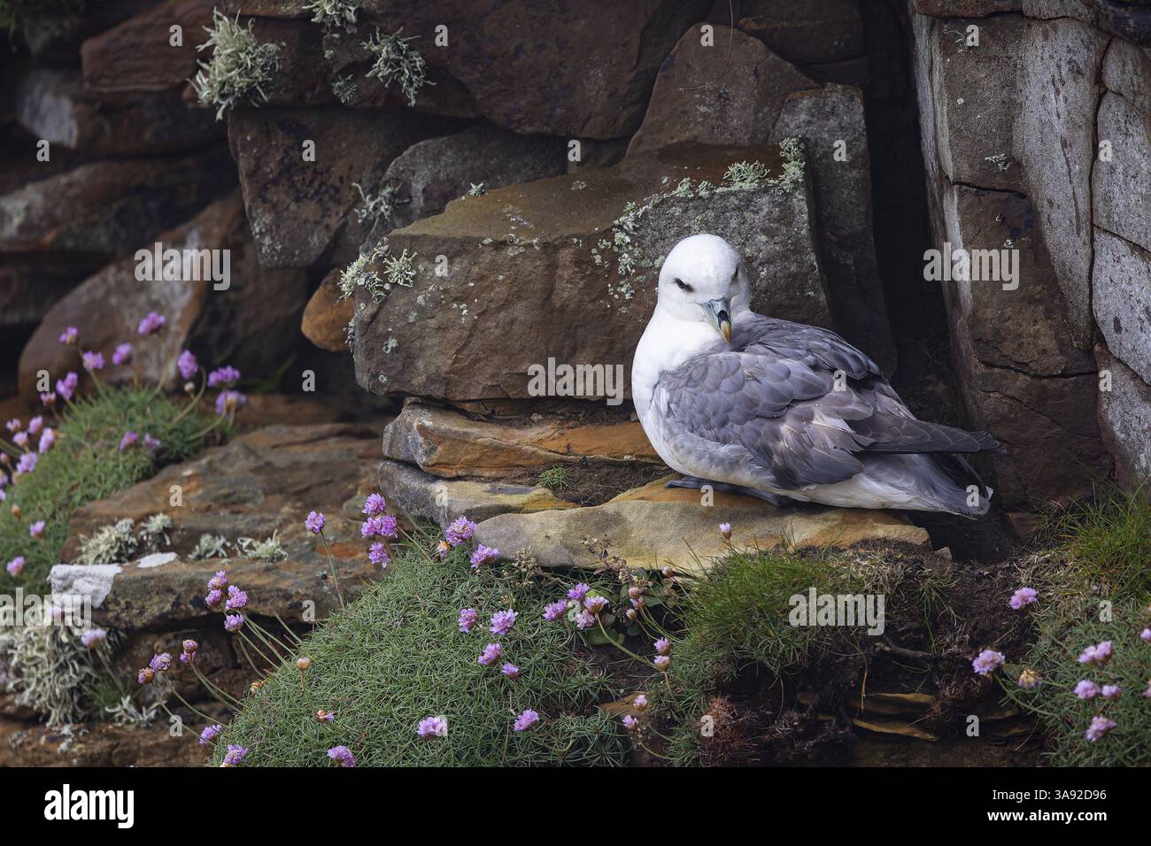 Fulmar settentrionale (Fulmarus glacialis) seduto in una nicchia rocciosa di fronte a un cuscino d'erba ricoperto di fiori, Isole Orcadi, Scozia, Gran Bretagna Foto Stock