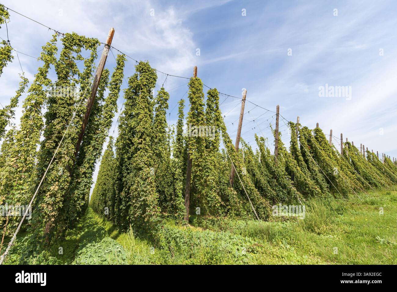 Campo di luppolo, luppolo (Humulus), Alsazia, Francia, Europa Foto Stock