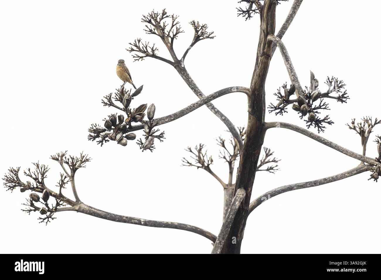 Stonechat (Saxicola rubicola), donna seduta su una inflorescenza morta di un agave (Agave), Sagres, Algarve, Portogallo, Europa Foto Stock