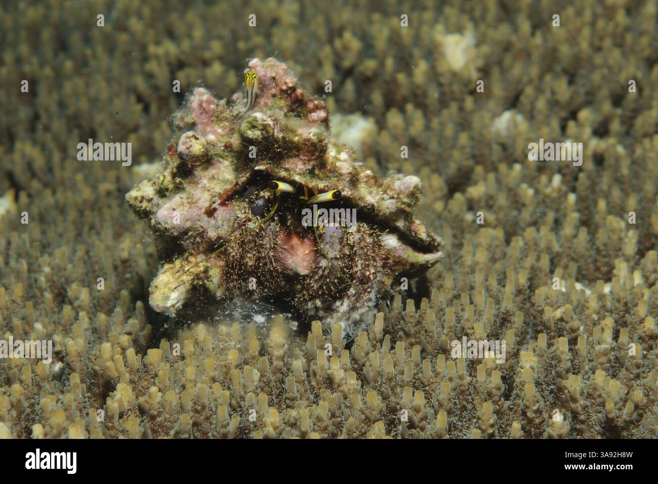Primo piano del granchio eremita della barriera corallina (lagopodes di Dardanus) camminando su piccoli coralli polipi sassoni (Acropora), Oceano Pacifico, Isola di Yap, Stato di Yap, Isola di Caroline Foto Stock