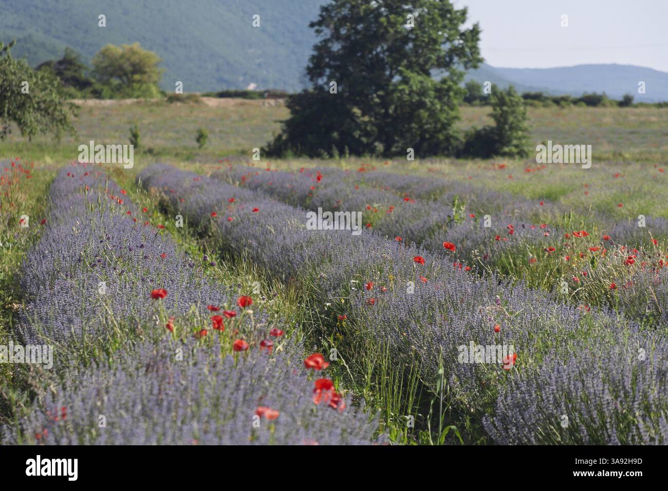 Campo di lavanda con papaveri rossi in un ambiente verde e rurale sotto un cielo blu, Provenza, Francia, Europa Foto Stock