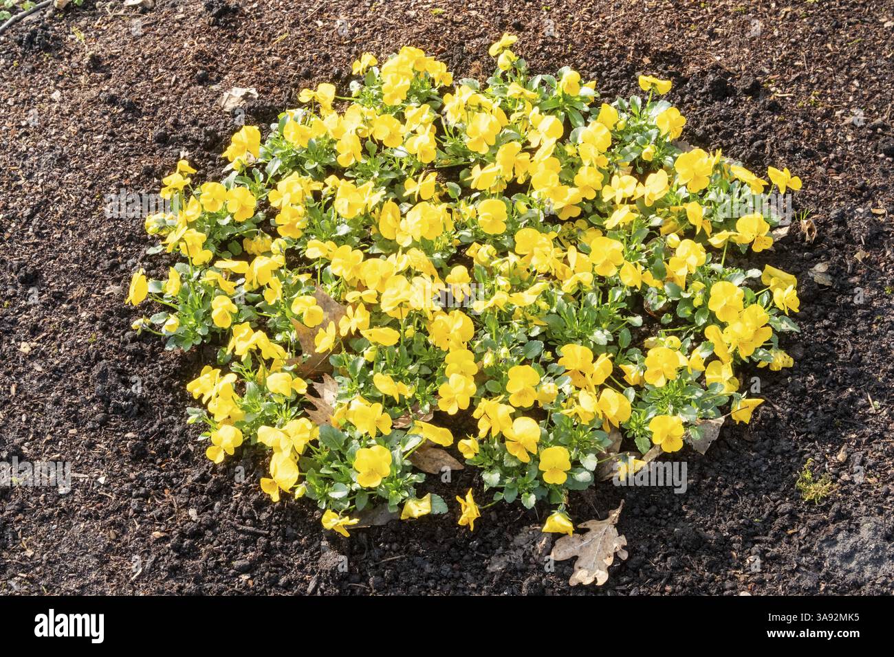 Le pansie gialle prosperano in un letto da giardino, aggiungendo un tocco di colore vivace al paesaggio Foto Stock