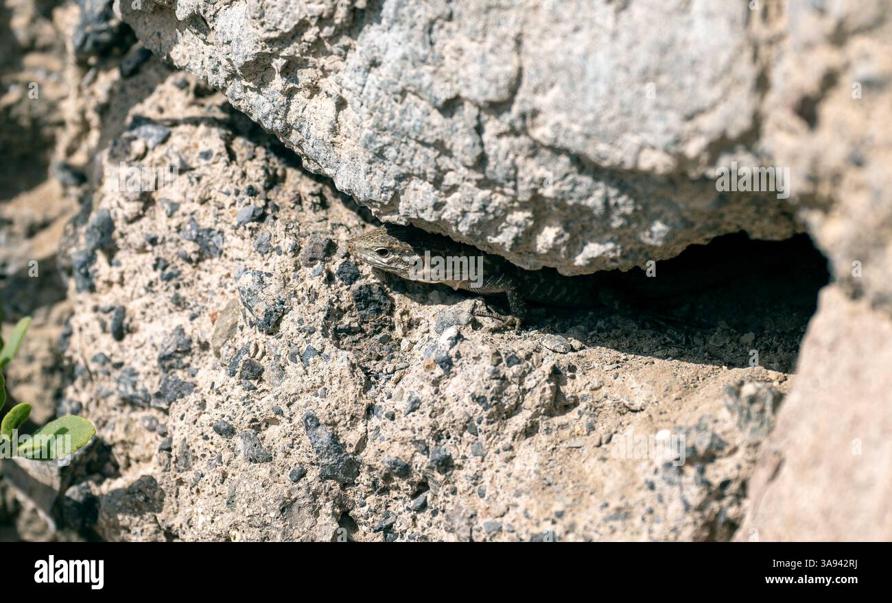 Una lucertola si camuffa all'interno delle fessure rocciose e si fonde perfettamente con i suoi aspri dintorni. Porto Rico, Gran Canaria Foto Stock