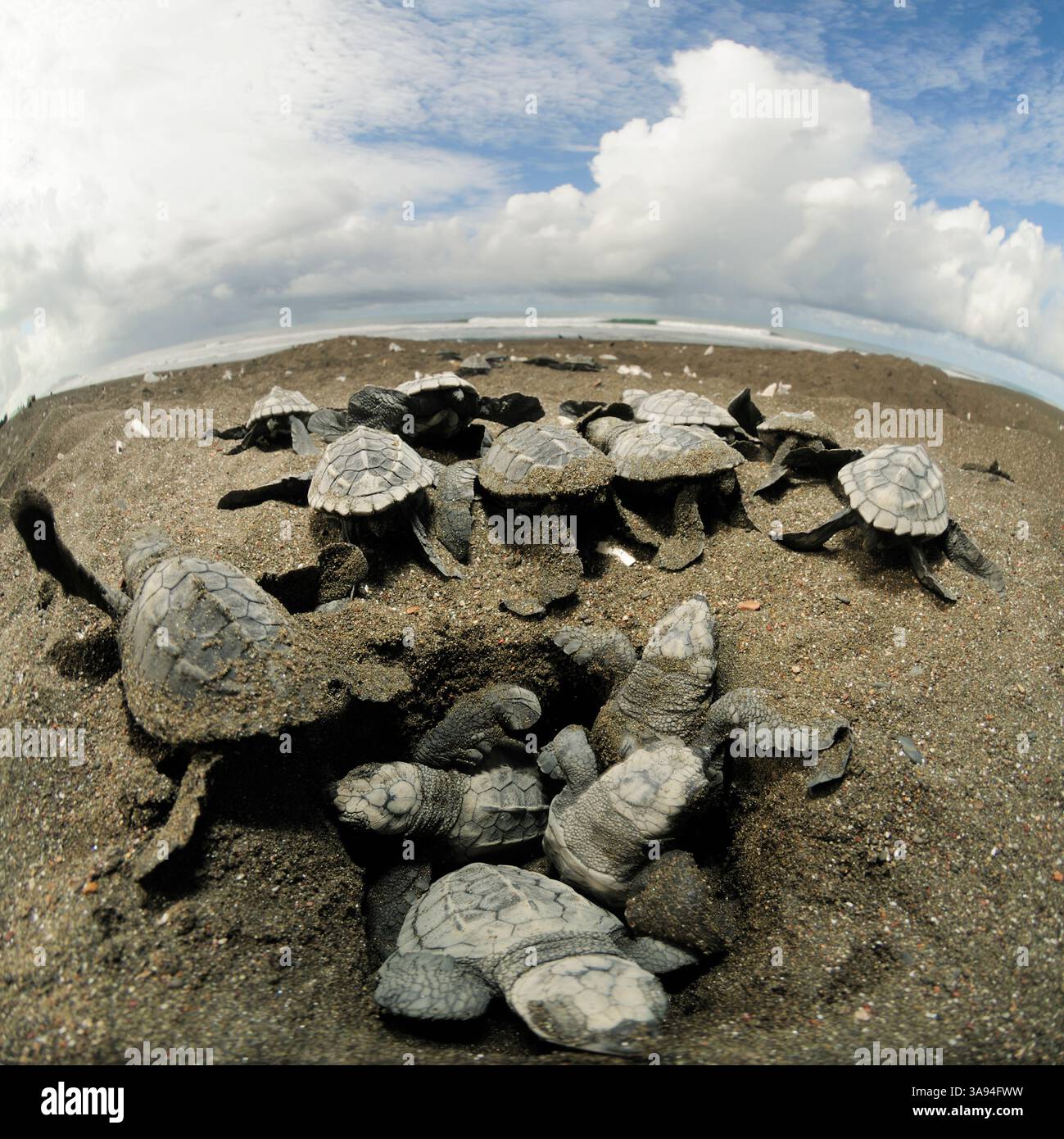 Dopo un periodo di incubazione di 45 a 55 giorni e una lunga salita di diversi giorni attraverso la sabbia emergono i ridicoli di olivo da cova (Lepichelys olivacea) Foto Stock