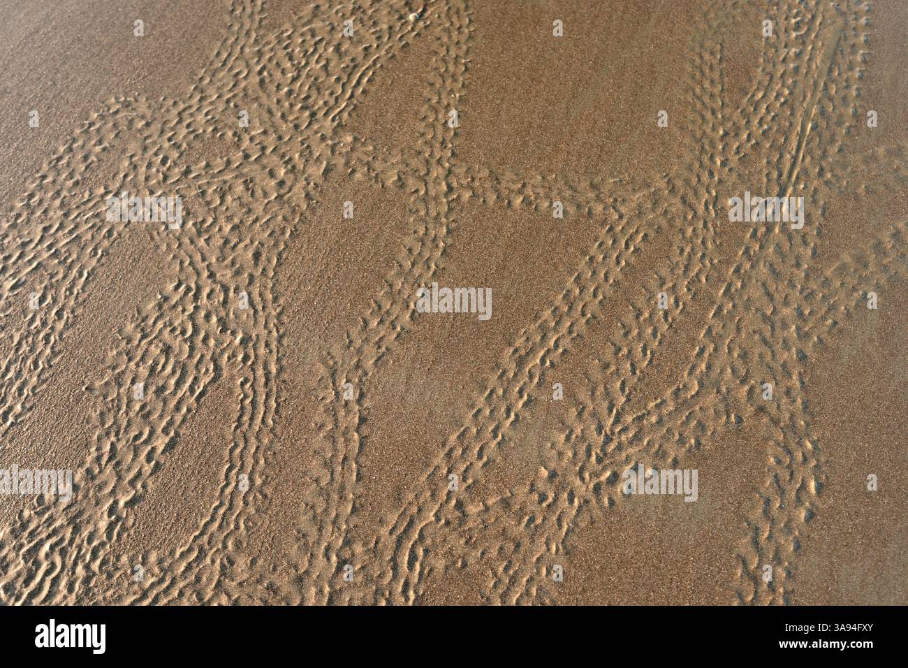 Dopo un periodo di incubazione di 45 a 55 giorni e una lunga salita di diversi giorni attraverso la sabbia molti enigmi di olivo hatchling (Lepichelys olivacea) hanno Foto Stock