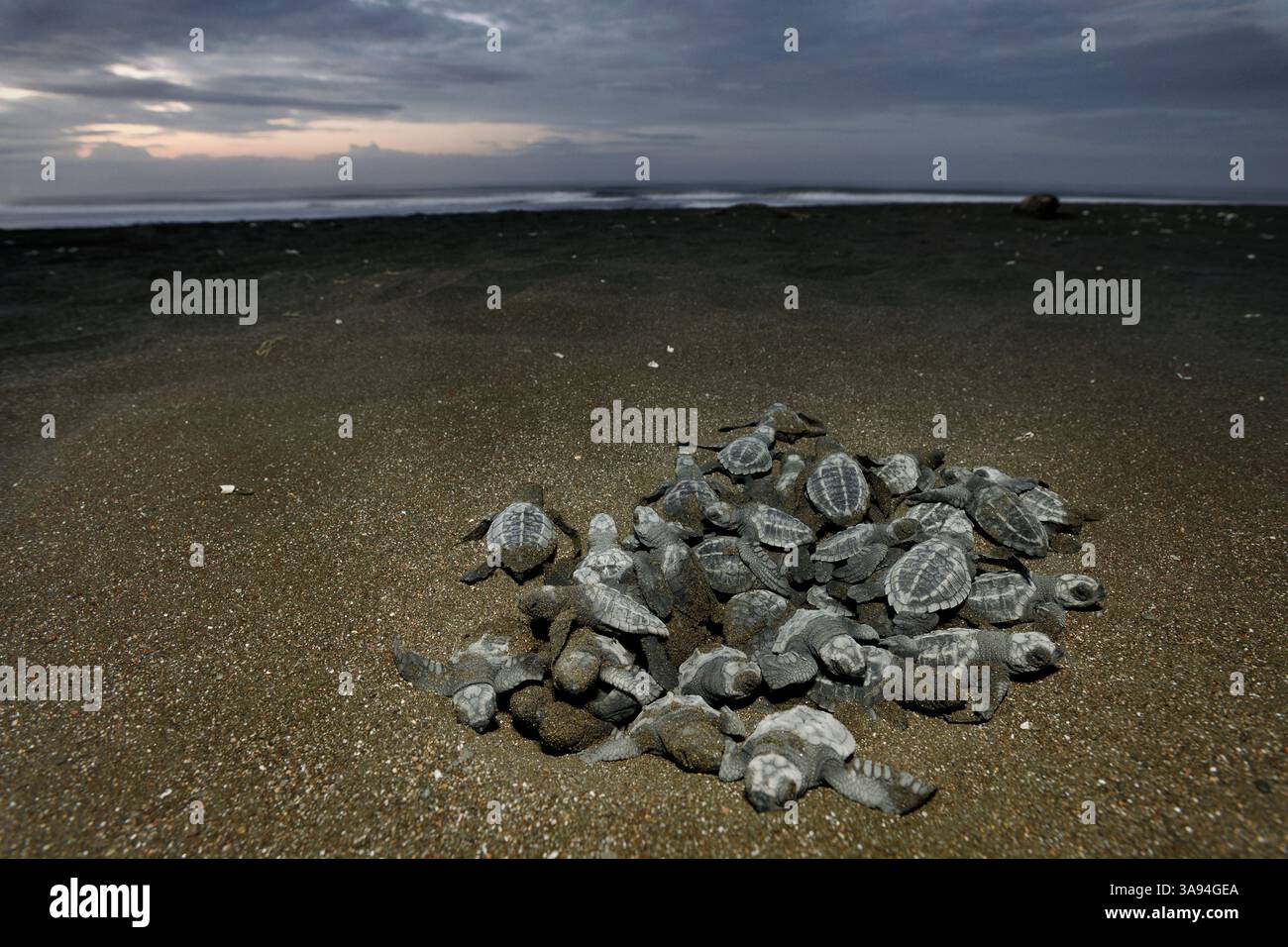 Dopo un periodo di incubazione di 45 a 55 giorni e una lunga salita di diversi giorni attraverso la sabbia emergono i ridicoli di olivo da cova (Lepichelys olivacea) Foto Stock