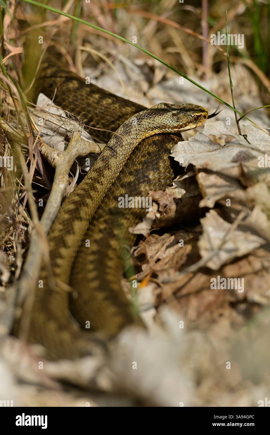 Kreuzotter, Kreuz-Otter, Otter, Viper, Vipera berus, Adder, vipera comune, vipera comune europea Foto Stock