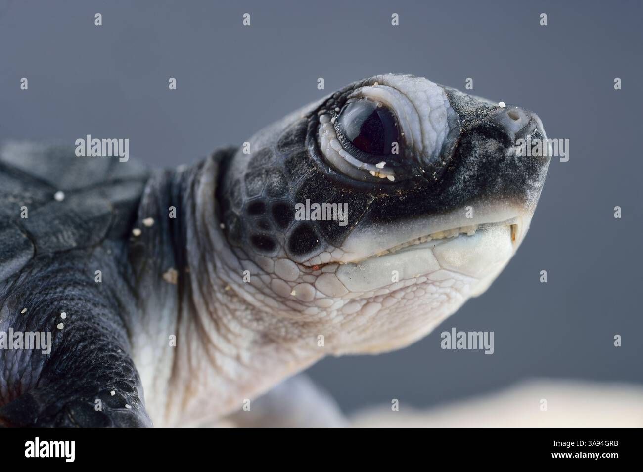 Dopo un periodo di incubazione da 45 a 55 giorni, una prima tartaruga verde (Chelonia mydas) emerge dalla sabbia. Atlantic, Bonaire, Leeward Antill Foto Stock