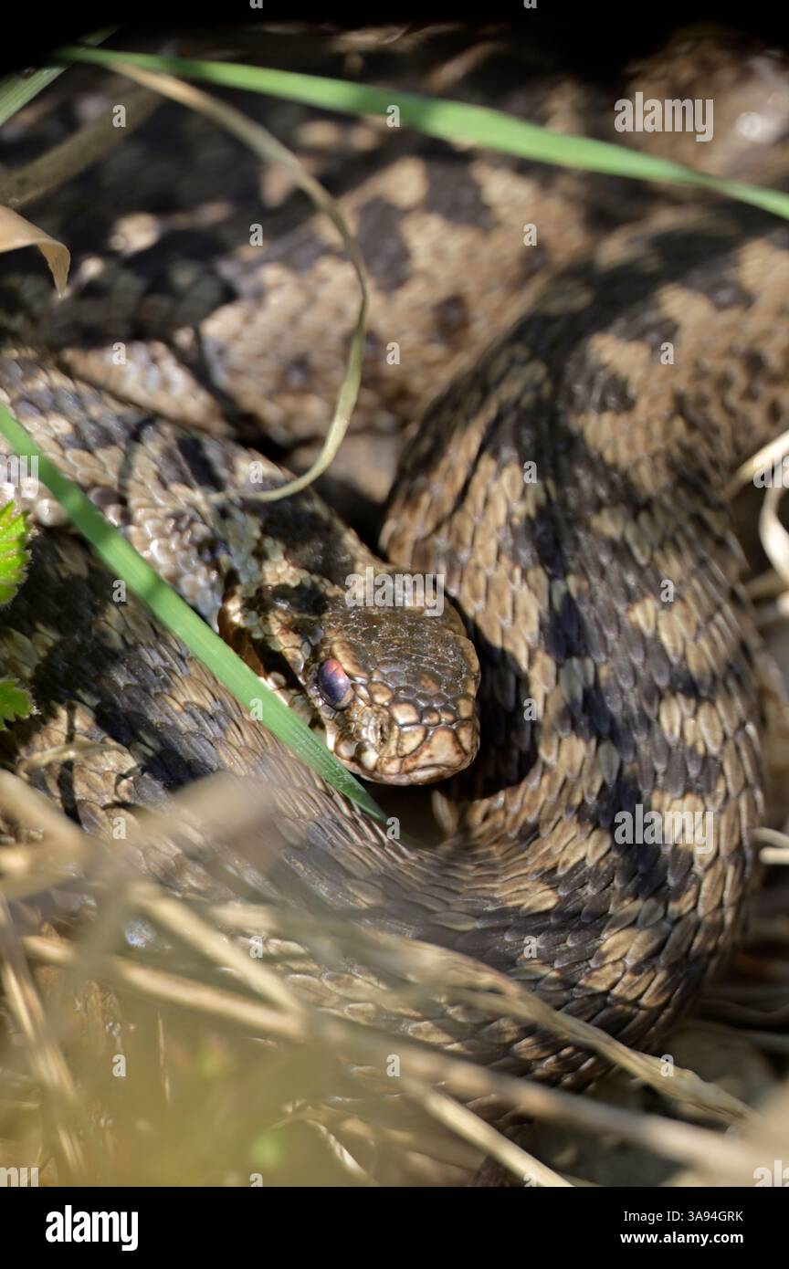 Kreuzotter, Kreuz-Otter, Otter, Viper, Vipera berus, Adder, vipera comune, vipera comune europea Foto Stock