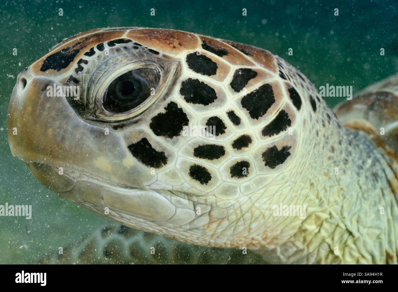 Una giovane tartaruga marina verde ( Chelonia mydas ) riposa tranquillamente in un letto di agrasso, la sua espressione calma e la sua postura dolce riflettono la sua erbivora W Foto Stock