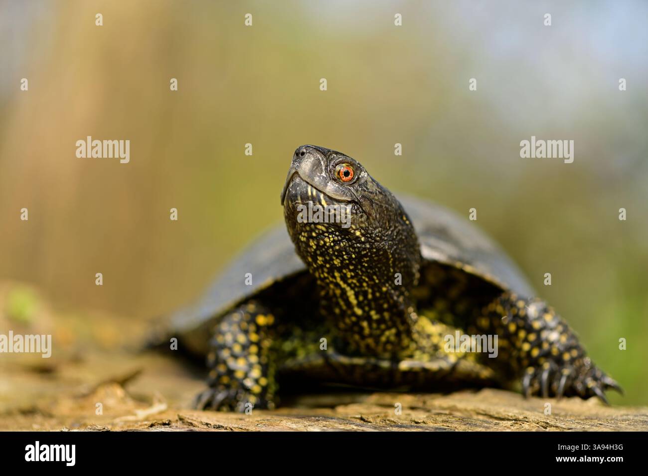 Tartaruga europea di stagno (Emys orbicularis) che si crogiola su un tronco illuminato dal sole in un habitat rivierasco nelle pianure alluvionali del Danubio vicino a Vienna, Austria. Foto Stock