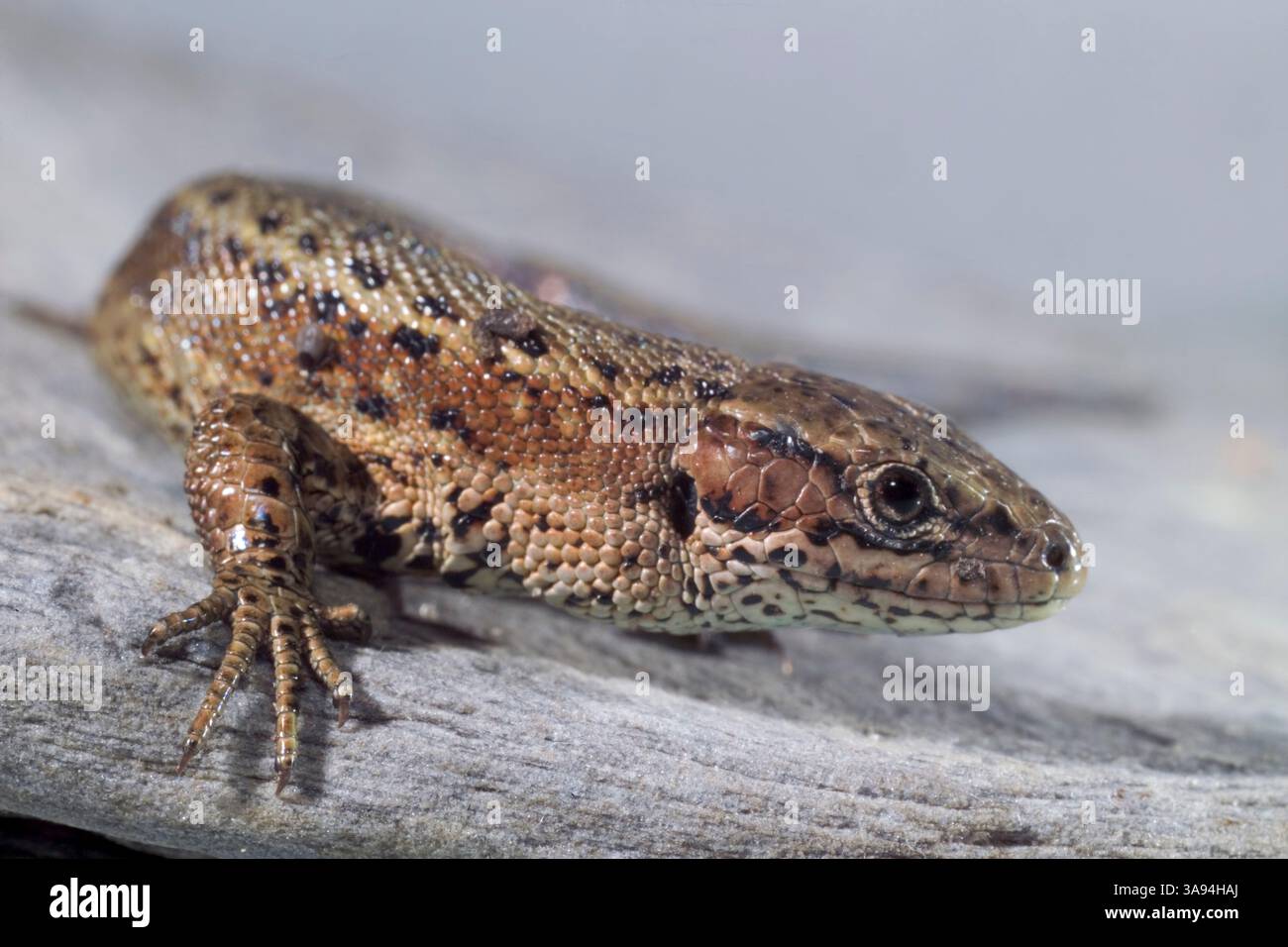 Lucertola viva (Zootoca vivipara, ex Lacerta vivipara) che riposa Foto Stock