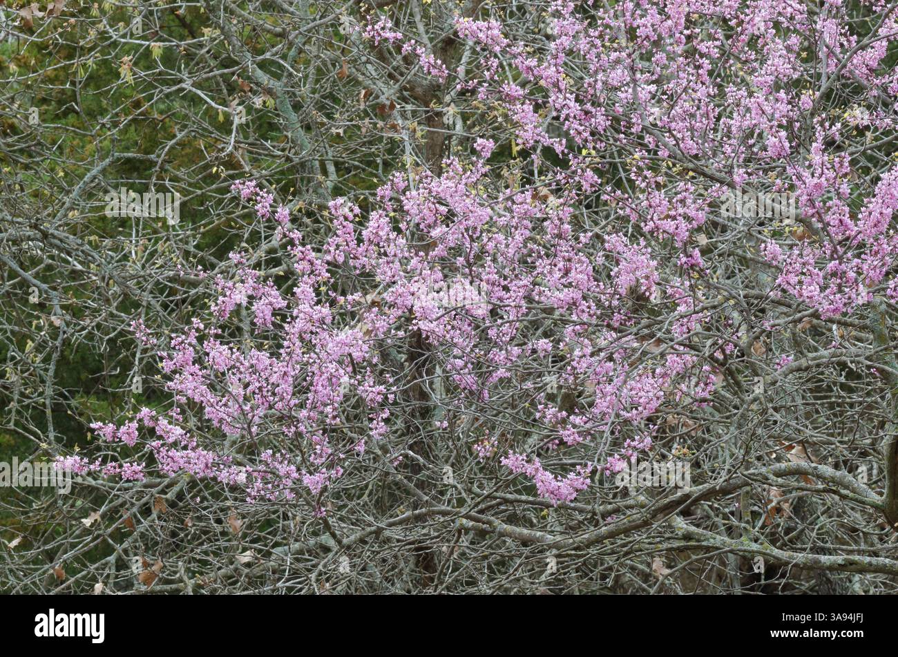 Redbud orientale, Cercis canadensis, fiorente nei boschi primaverili Foto Stock