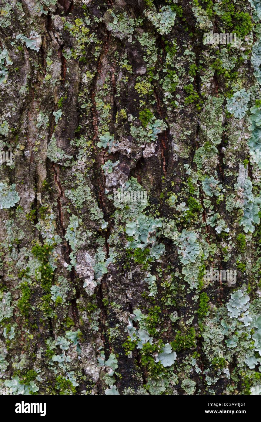 American Elm, Ulmus americana, baule con lichene Foto Stock