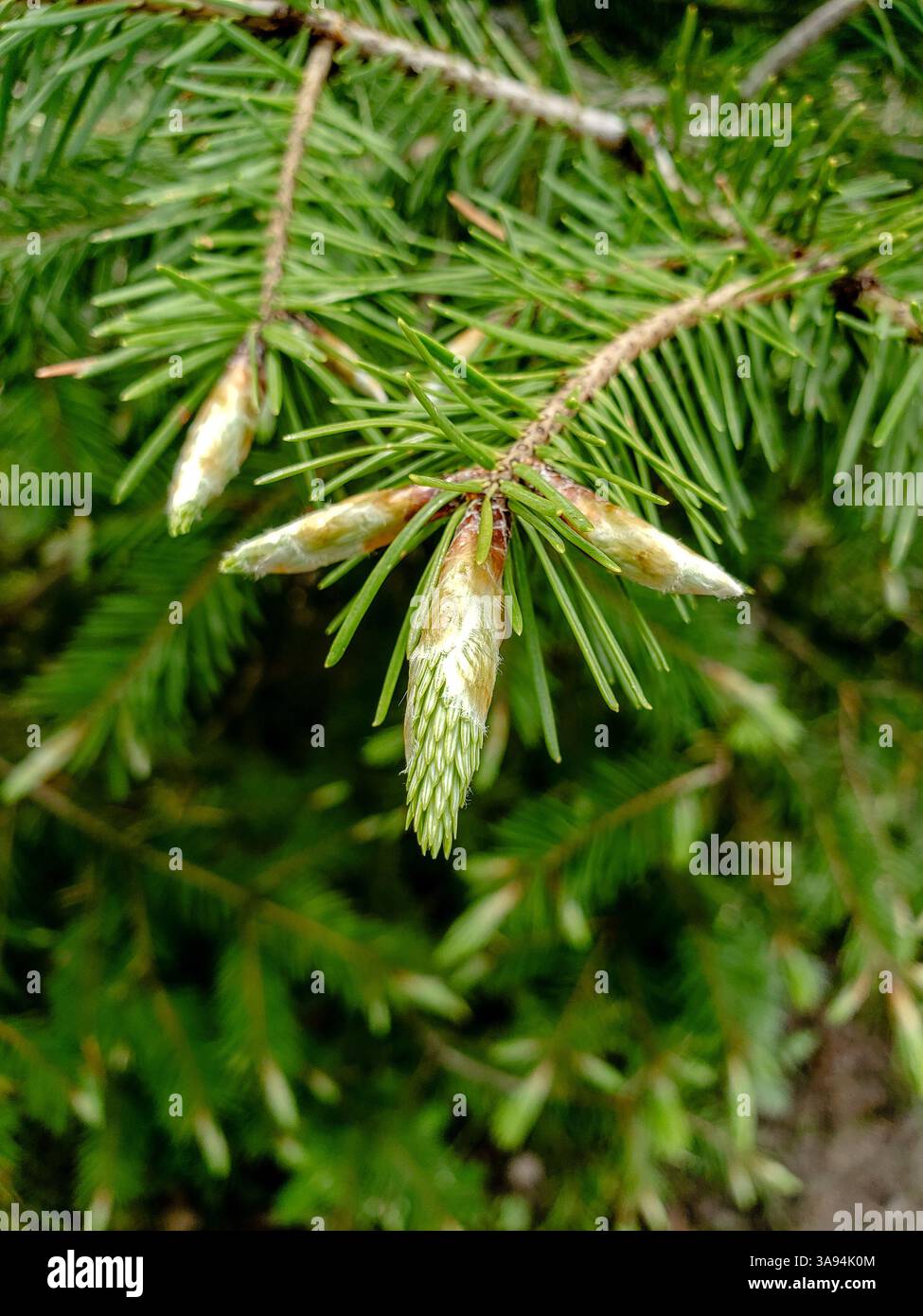 Primo piano di giovani germogli di abete verde che crescono su un ramo in primavera con luce naturale soffusa e sfondo boschivo sfocato Foto Stock