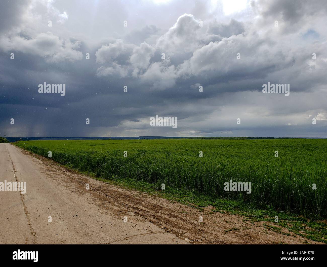 Strada di campagna e campo di grano verde sotto spettacolari nuvole di tempesta con pioggia all'orizzonte, paesaggio rurale Foto Stock