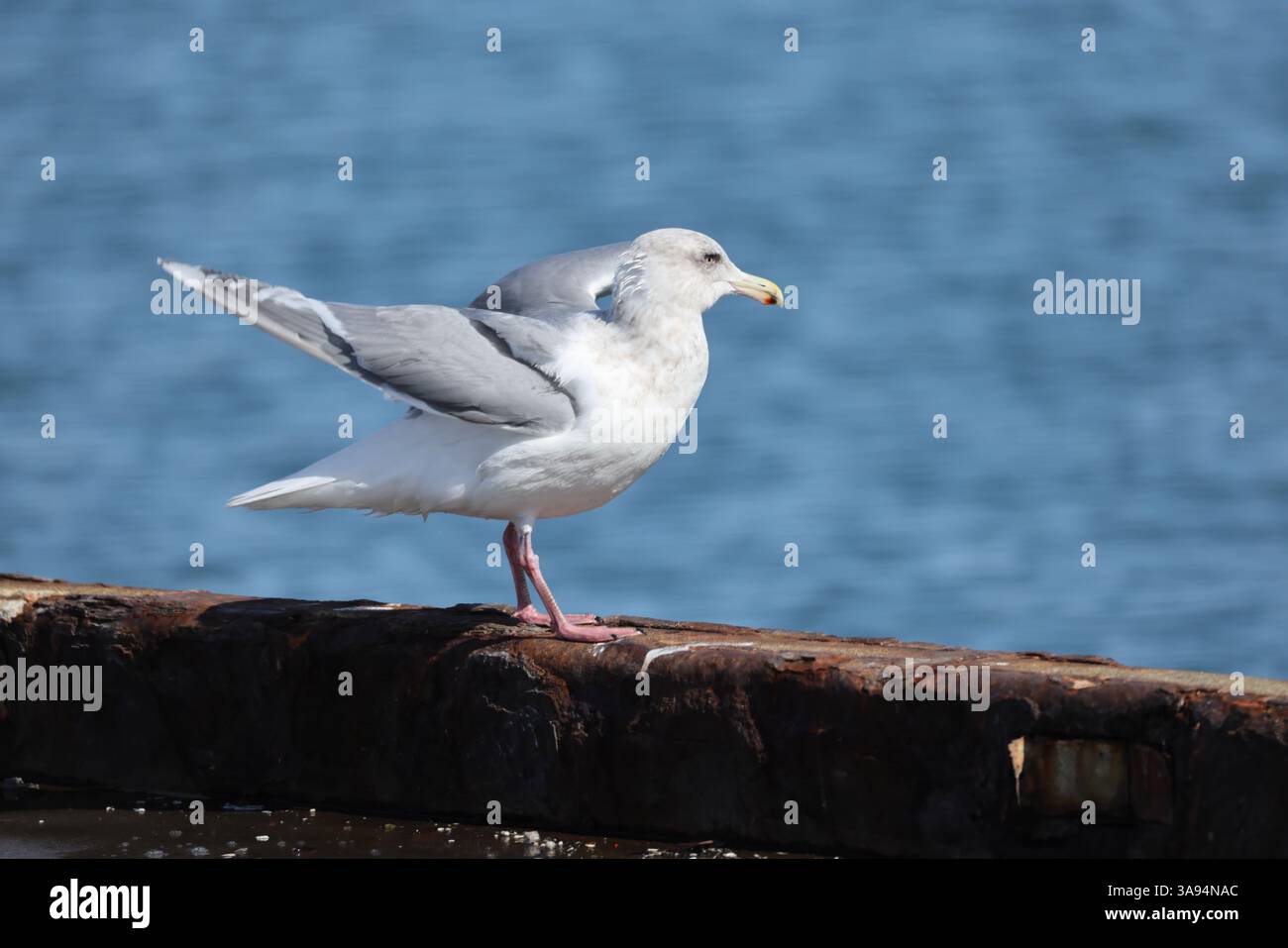 Il gabbiano alato glaucous (Larus glaucescens) è un grande gabbiano dalla testa bianca. Questa foto è stata scattata a Hokkaido, in Giappone. Foto Stock
