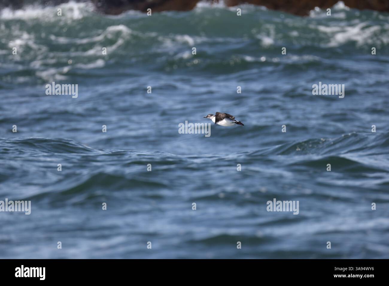 La ghigliemota con occhiali o ghigliemota sooty (Cepphus carbo) è un uccello marino della famiglia delle alci. Questa foto è stata scattata a Hokkaido, in Giappone. Foto Stock