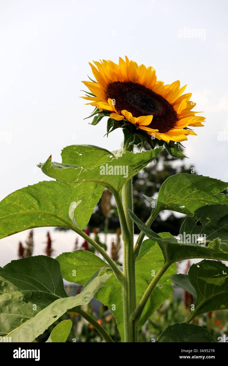 Raggiungendo il sole, questo girasole è un vero campione! Foto Stock