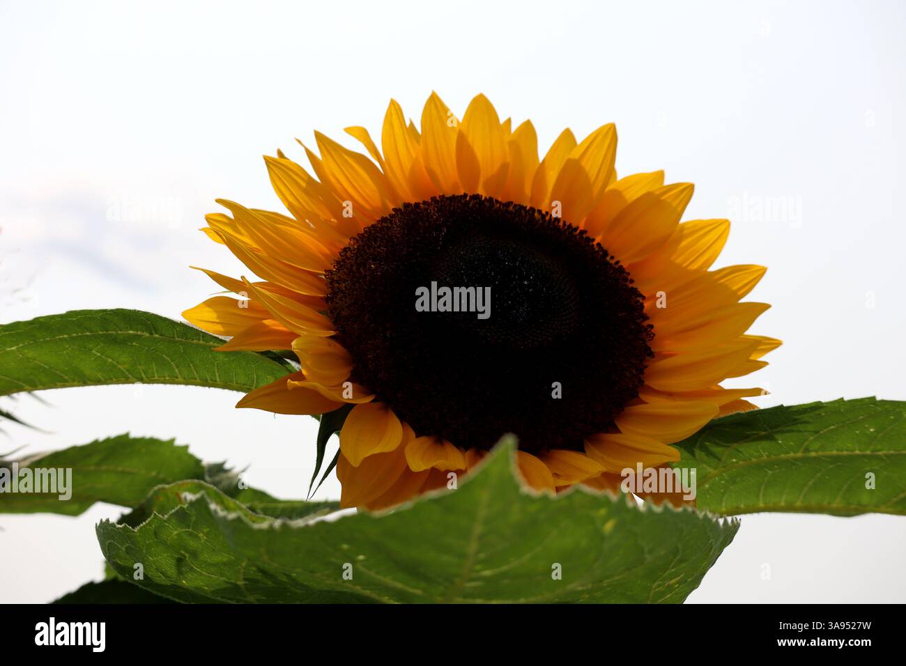Raggiungendo il sole, questo girasole è un vero campione! Foto Stock