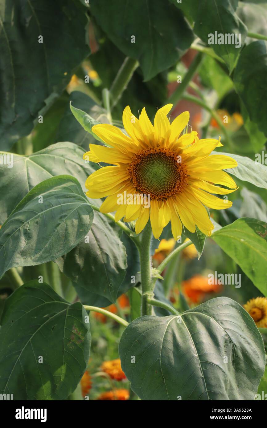 Raggiungendo il sole, questo girasole è un vero campione! Foto Stock