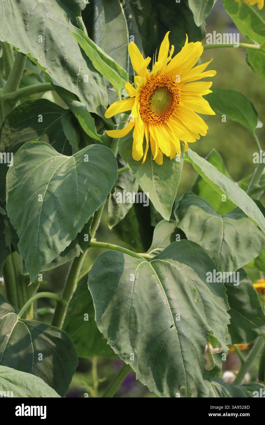 Raggiungendo il sole, questo girasole è un vero campione! Foto Stock