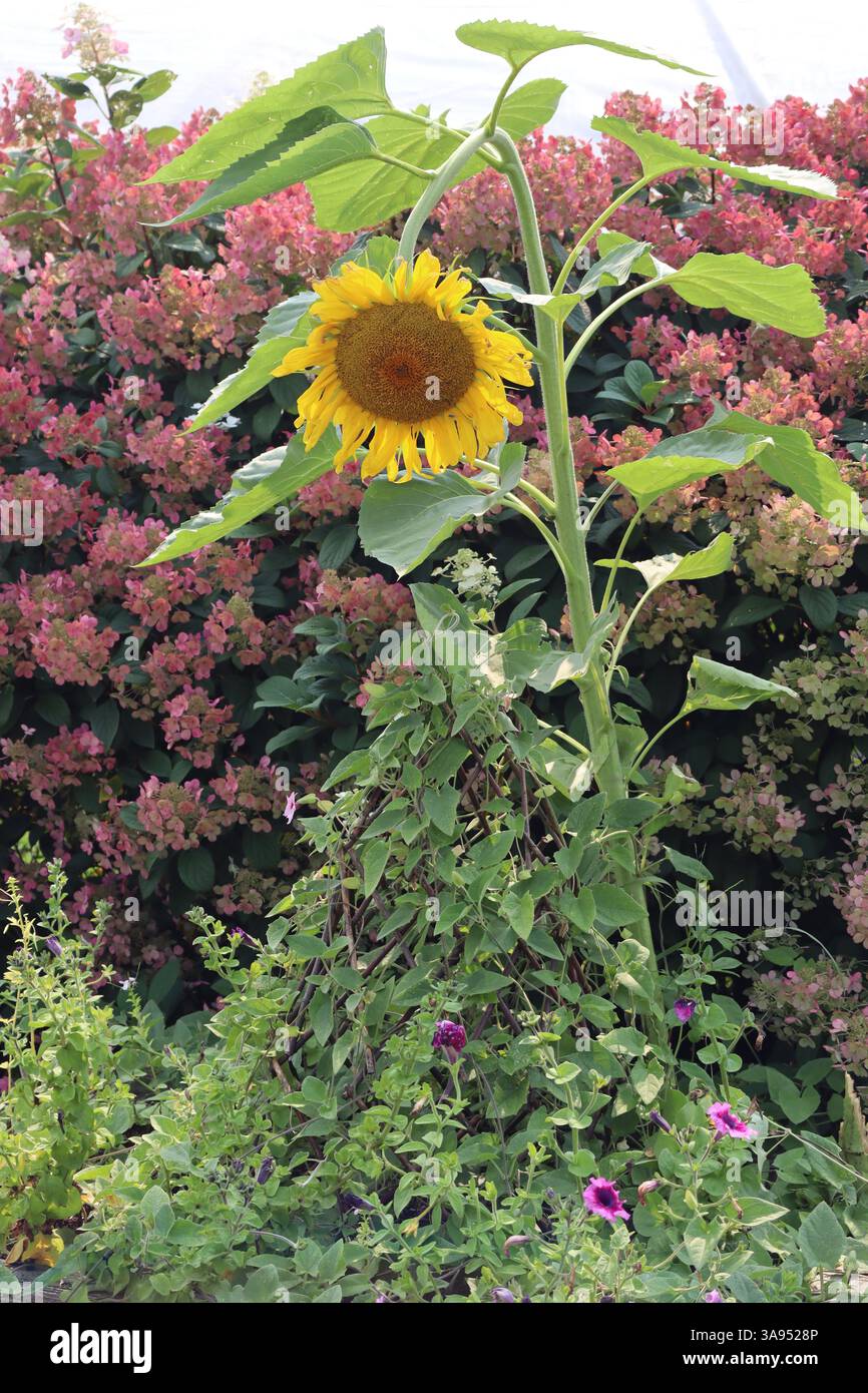 Raggiungendo il sole, questo girasole è un vero campione! Foto Stock