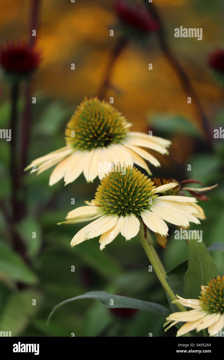 Una vista ravvicinata di un fiore di cono, che mostra i suoi dettagli intricati e le sue vivaci sfumature. Foto Stock