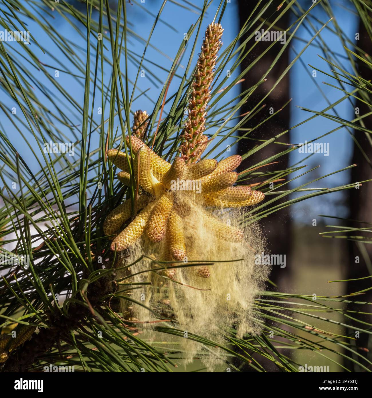 Un pennacchio di grani di polline discende dai coni di polline di un pino loblolly. Raleigh, Carolina del Nord. Foto Stock