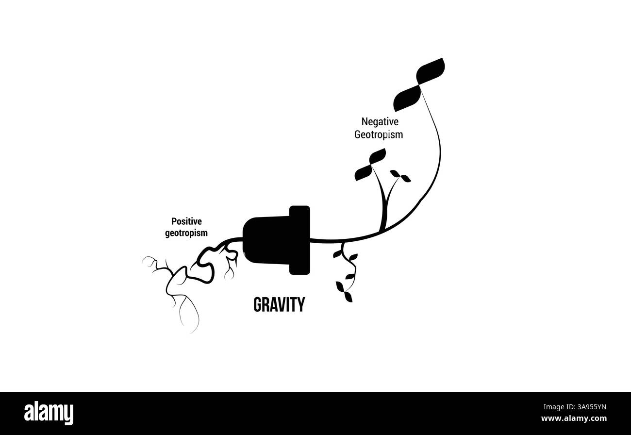 Progettazione scientifica del processo Geotropism (Gravitropism). La crescita differenziale dell'impianto in risposta alla gravità. Illustrazione Vettoriale