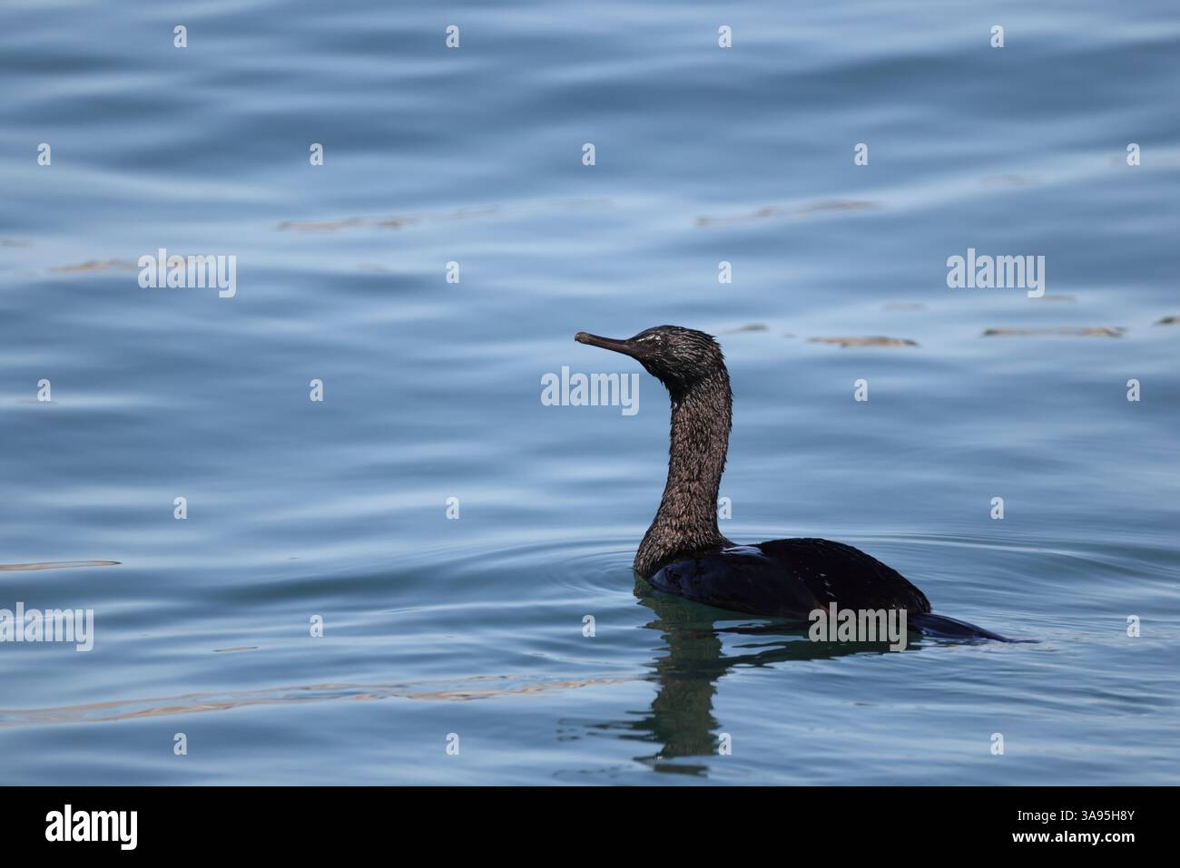 Il cormorano pelagico (Urile pelagicus pelagicus), noto anche come cormorano di Baird o cormorano verde viola, è un piccolo membro della famiglia dei cormorani Foto Stock