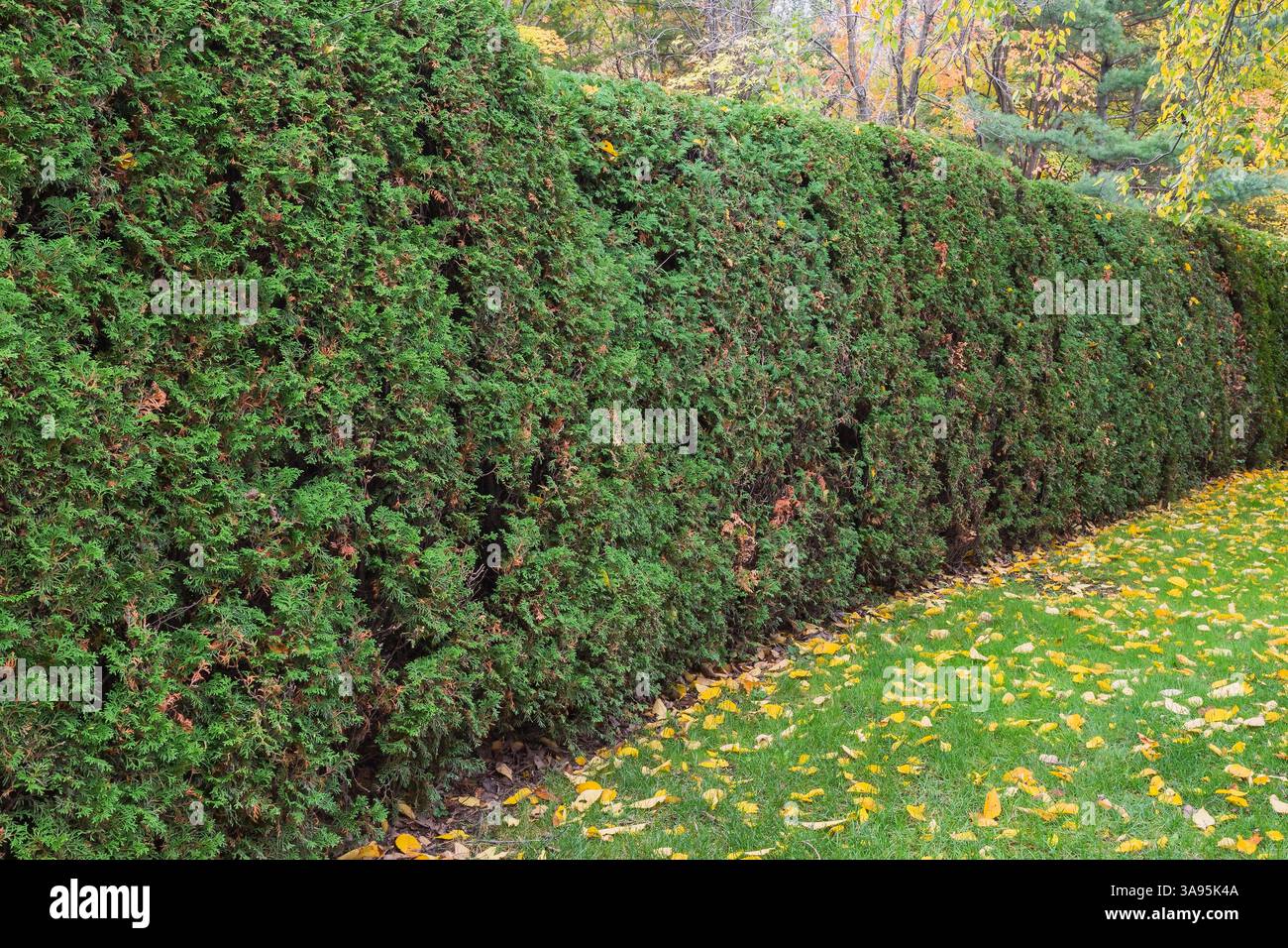 Thuja occidentalis - siepe di Cedro bianco in autunno, Giardino Giapponese, Giardino Botanico di Montreal, Quebec, Canada Foto Stock