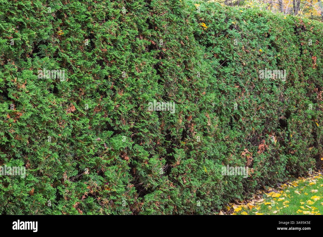 Thuja occidentalis - siepe di Cedro bianco in autunno, Giardino Giapponese, Giardino Botanico di Montreal, Quebec, Canada Foto Stock