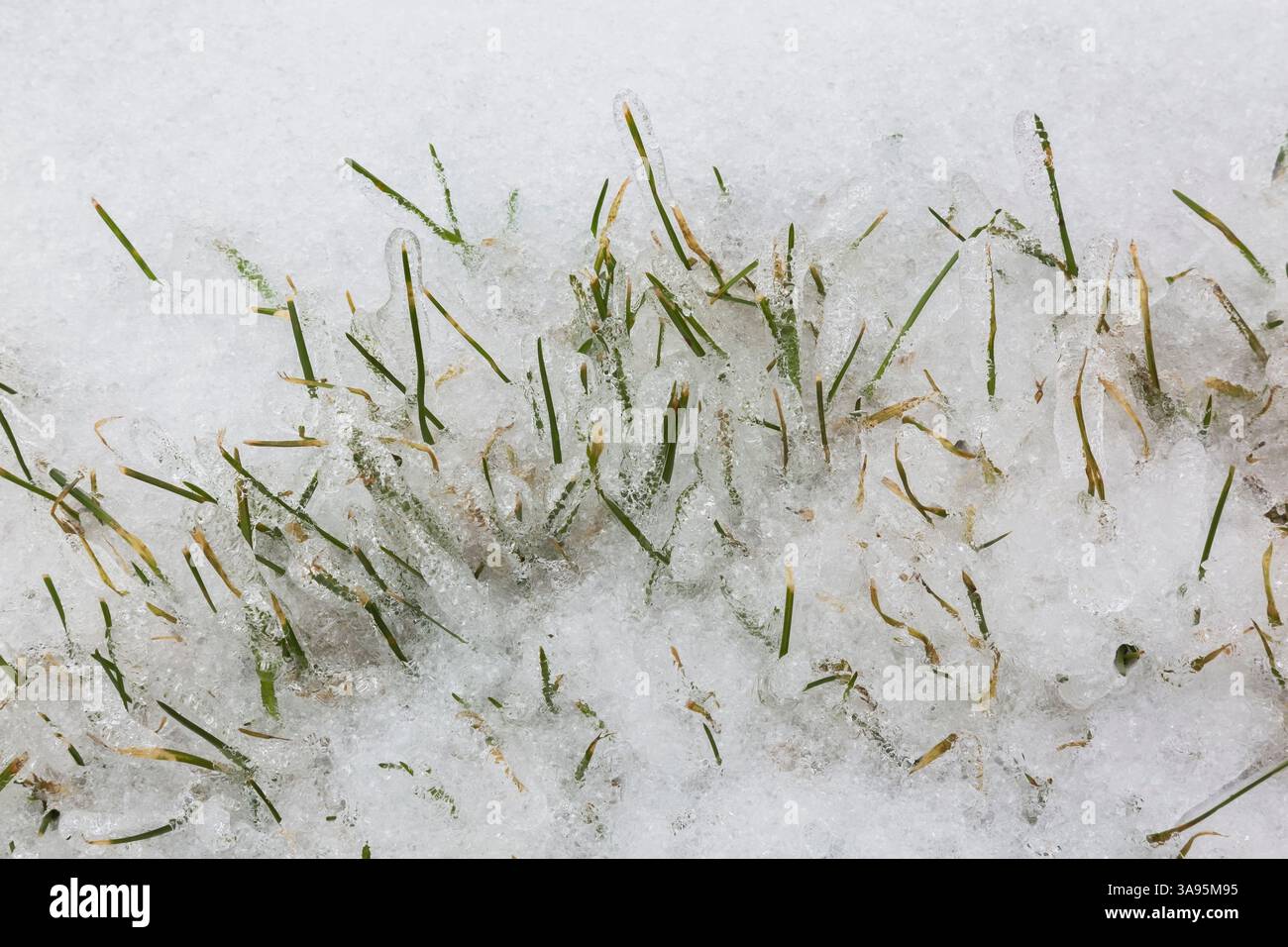 Filamenti di Poa pratensis - Kentucky Bluegrass che emergono attraverso uno strato di ghiaccio sul prato con paglia all'inizio della primavera. Foto Stock