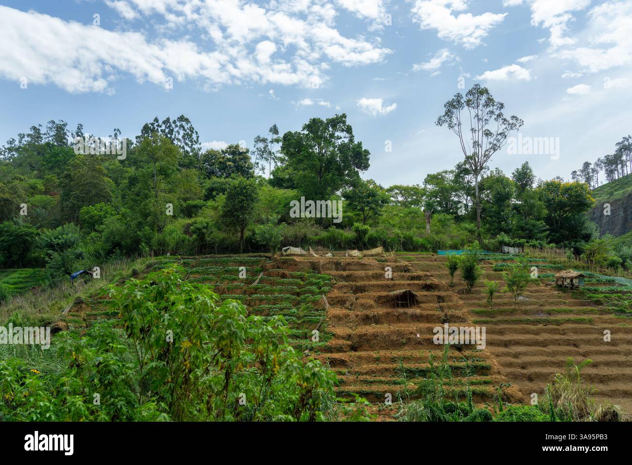 Le terrazze dei giardini del mercato sfruttano qualsiasi lacuna nel paesaggio per la produzione alimentare nello Sri Lanka rurale. Foto Stock