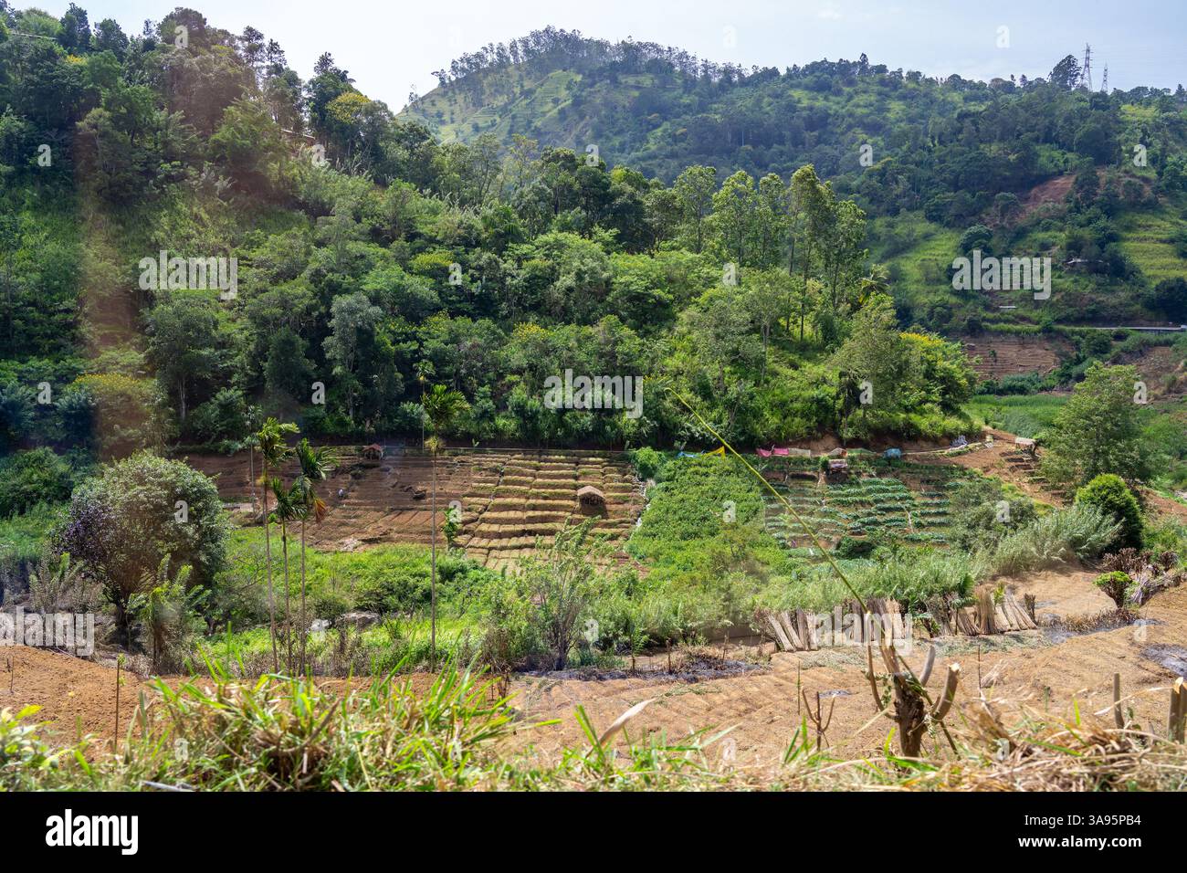 Le terrazze dei giardini del mercato sfruttano qualsiasi lacuna nel paesaggio per la produzione alimentare nello Sri Lanka rurale. Foto Stock