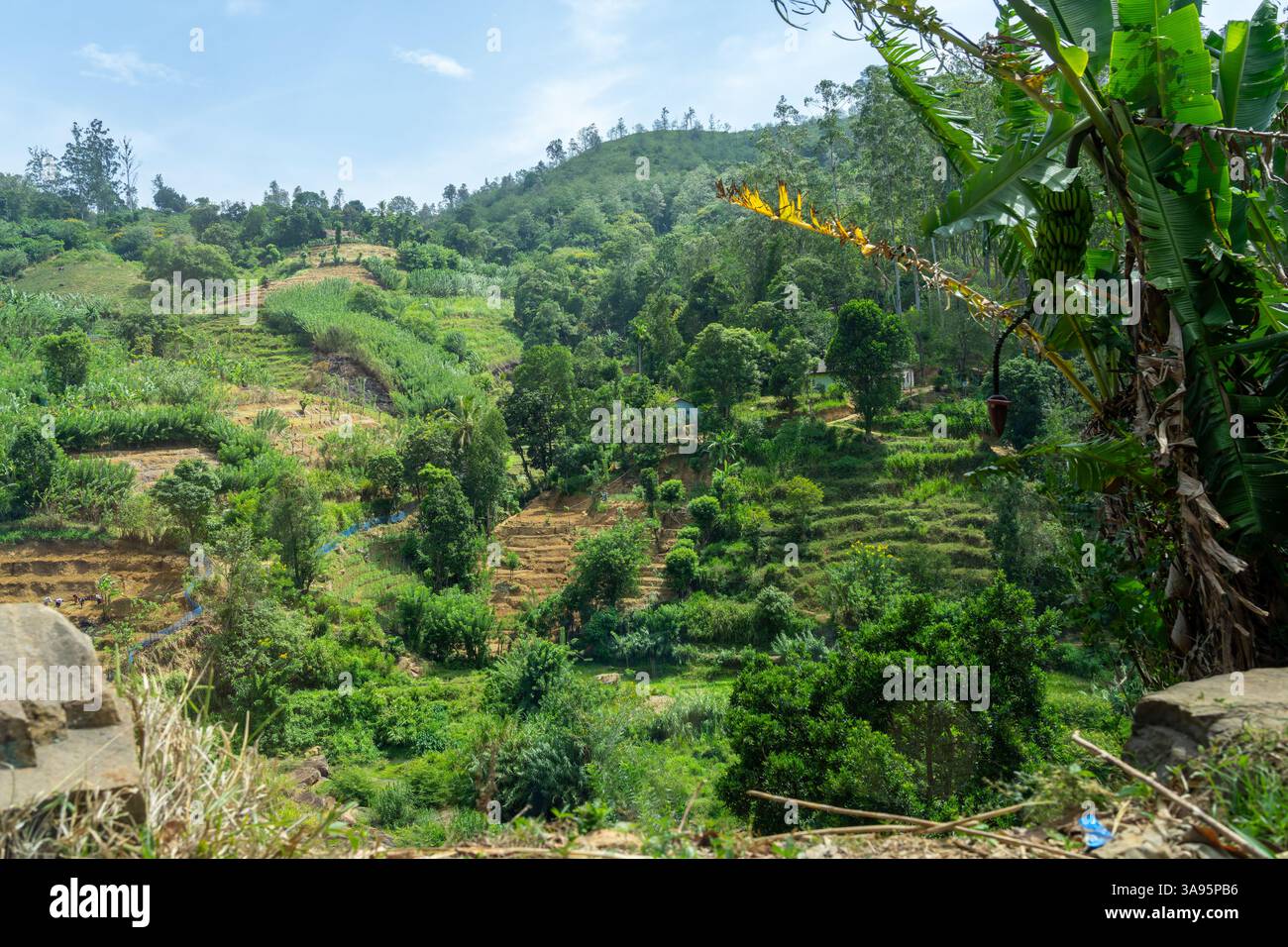 Le terrazze dei giardini del mercato sfruttano qualsiasi lacuna nel paesaggio per la produzione alimentare nello Sri Lanka rurale. Foto Stock