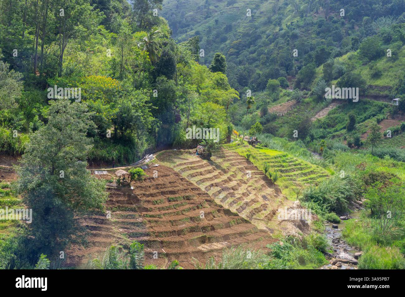 Le terrazze dei giardini del mercato sfruttano qualsiasi lacuna nel paesaggio per la produzione alimentare nello Sri Lanka rurale. Foto Stock