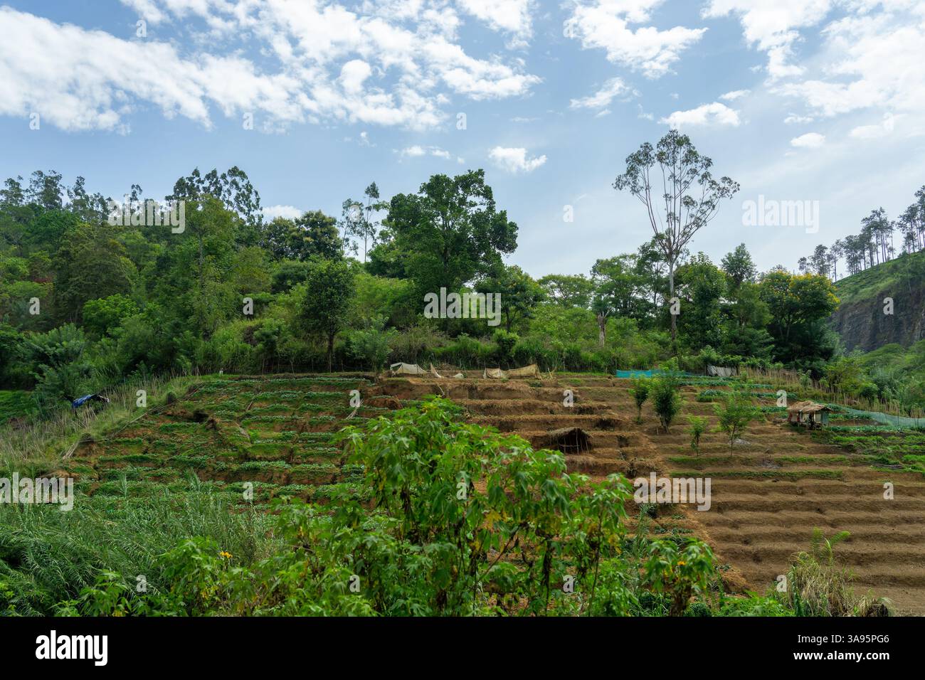 Le terrazze dei giardini del mercato sfruttano qualsiasi lacuna nel paesaggio per la produzione alimentare nello Sri Lanka rurale. Foto Stock